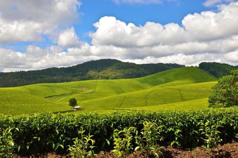 Nông trường chè Rwanda Nông trường chè Rwanda