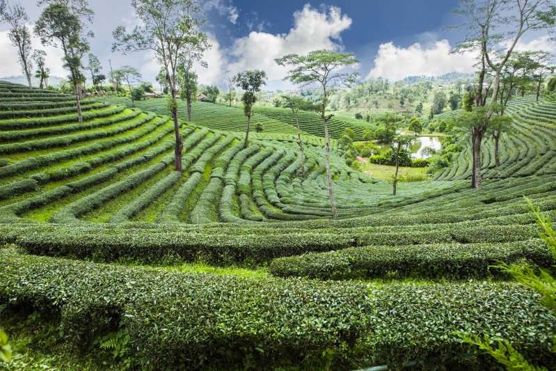 Nông trường chè Thái Lan Nông trường chè Thái Lan