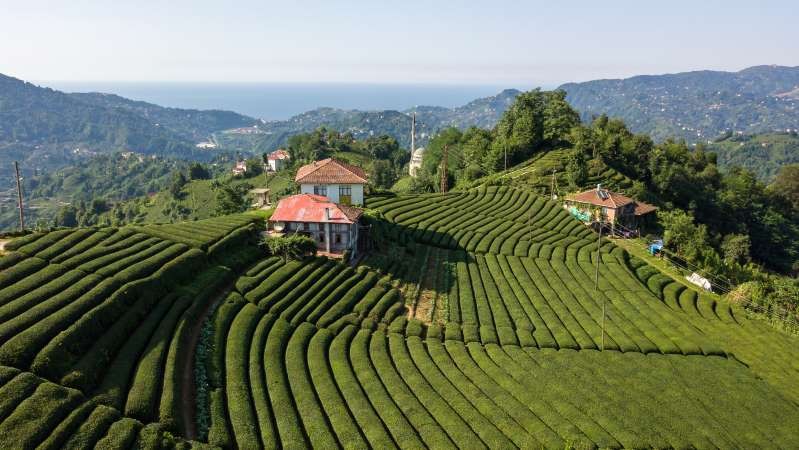 Nông trường chè Thổ Nhĩ Kỳ Nông trường chè Thổ Nhĩ Kỳ