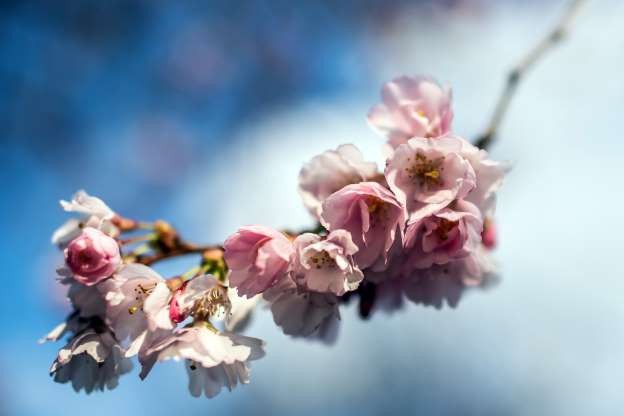 Cologne, Đức (Ảnh: Getty Images)