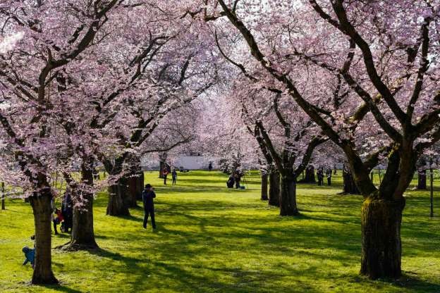 Schwetzingen, Đức (Ảnh: Getty Images)