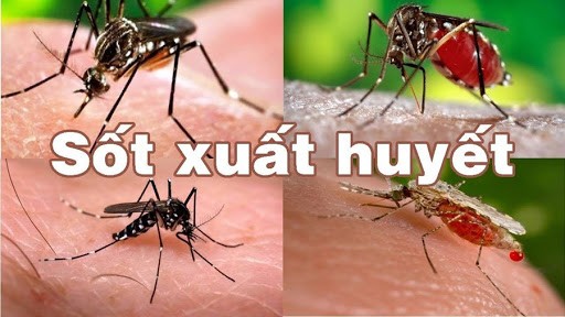 TP.HCM là địa bàn diễn biếng "nóng" của dịch bệnh Sốt xuất huyết (Ảnh: SYT) 