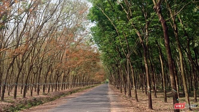 Rừng cao su Tây Ninh năm 2018 (Ảnh: Nguyễn Anh Nghĩa) Rừng cao su Tây Ninh năm 2018 (Ảnh: Nguyễn Anh Nghĩa)