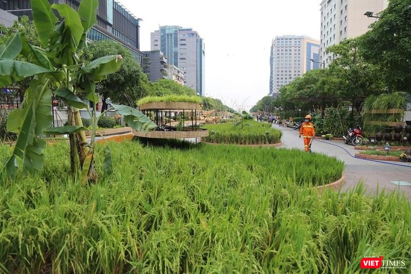 Người Sài Gòn sẽ được tản bộ giữa một bên là các thửa ruộng bậc thang miền núi, một bên là ruộng lúa thẳng cánh cò bay ở đồng bằng