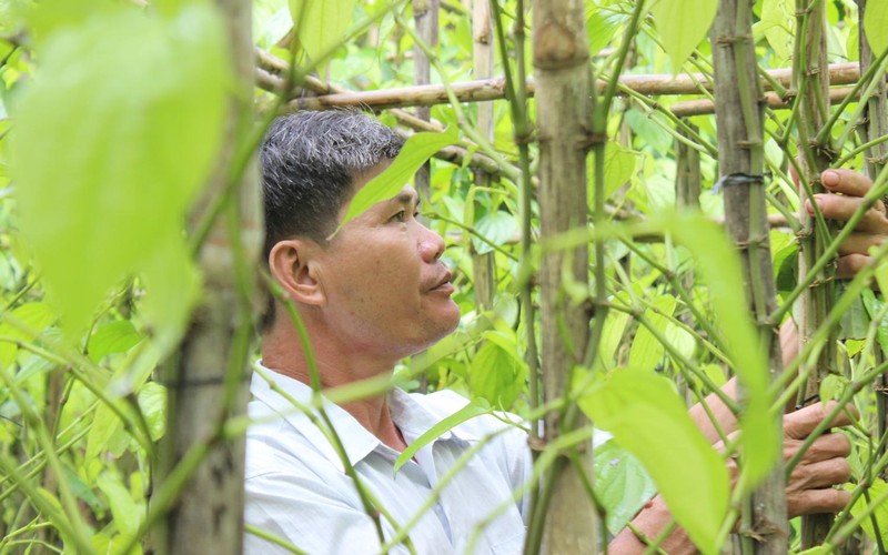 Ông Đào Văn Cấp (xã Bà Điểm) là một trong vài hộ dân còn giữ lại được khu vườn trầu. Ảnh: Nguyên Vỹ Ông Đào Văn Cấp (xã Bà Điểm) là một trong vài hộ dân còn giữ lại được khu vườn trầu. Ảnh: Nguyên Vỹ