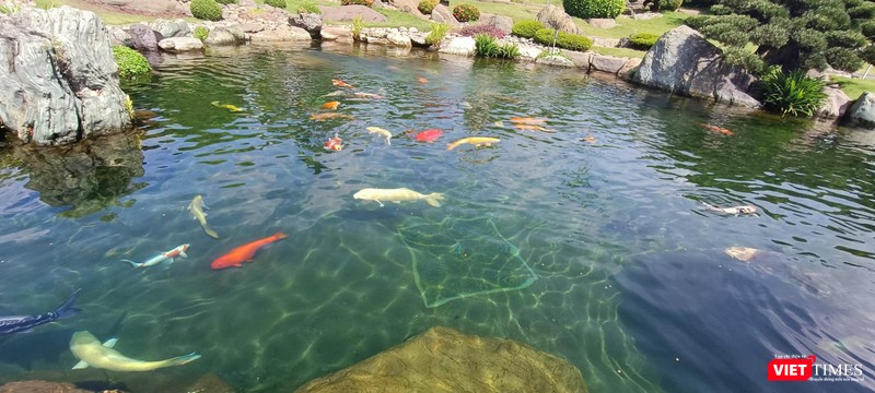 Với những giống cá Koi đẹp và nhiều màu sắc lạ mắt nhập khẩu từ Nhật Bản, đây là điểm đến để check-in của giới trẻ Với những giống cá Koi đẹp và nhiều màu sắc lạ mắt nhập khẩu từ Nhật Bản, đây là điểm đến để check-in của giới trẻ