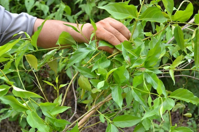 Cây lá ngón trong tự nhiên