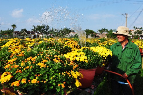 Đến đây du khách sẽ thấy vô số giống cúc đẹp. Ảnh:Trí Tín