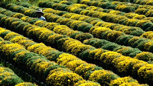 Đồng cúc vàng ở Tân Quy Đông. Ảnh:yeunhiepanh