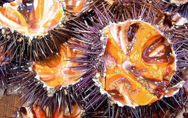 Có hình thù kỳ dị, gai nhọn đâm vào rất đau, cầu gai (hay thường gọi là nhum biển) đã từng khiến người dân ở Phú Quốc sợ hãi, không dám ăn. 