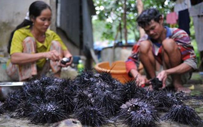Sau dần, nó dần trở nên phổ biến và trở thành đặc sản của Phú Quốc. Giá một con cầu gai đã chế biến lên đến 40.000 đồng.