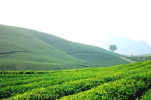 Kinh nghiệm du lịch Mộc Châu dịp Tết Nguyên đán ảnh 5