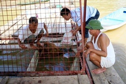 Video: Nghề nuôi "thuỷ quái" trên sông Gâm