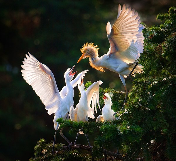 Việt Nam giành giải thưởng nhiếp ảnh du lịch ấn tượng ảnh 13 Việt Nam giành giải thưởng nhiếp ảnh du lịch ấn tượng ảnh 13