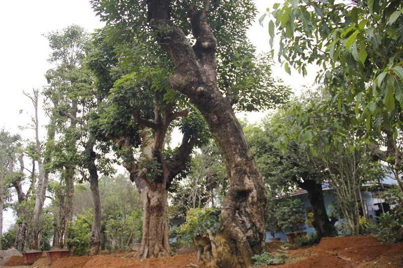 Vườn cây bóng mát 40 tỷ của đại gia Hà Thành ảnh 2 Vườn cây bóng mát 40 tỷ của đại gia Hà Thành ảnh 2