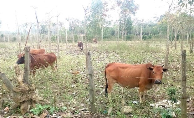 'Kong: Skull Island' thực hiện cảnh đấu súng trên phim trường Yên Phú - ảnh 3