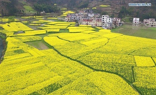 Cánh đồng hoa cải dầu ở tỉnh Hồ Bắc đang nở rộ trong những ngày gần đây – Ảnh Xinhua.