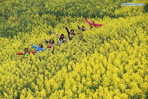 Những cánh đồng hoa cải dầu vàng rực tuyệt đẹp ảnh 2