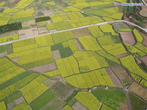 Những cánh đồng hoa cải dầu vàng rực tuyệt đẹp ảnh 3