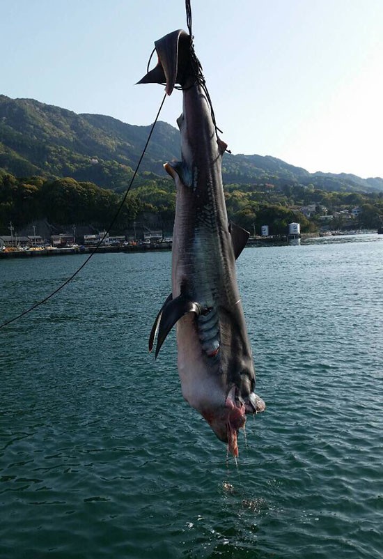 Nhật Bản bất ngờ bắt được sinh vật truyền thuyết gây động đất ảnh 3