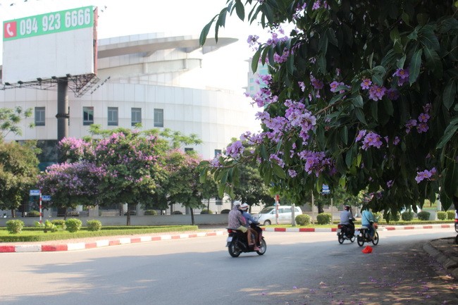 Bằng lăng, phượng đỏ rợp phố Hà Nội ảnh 25