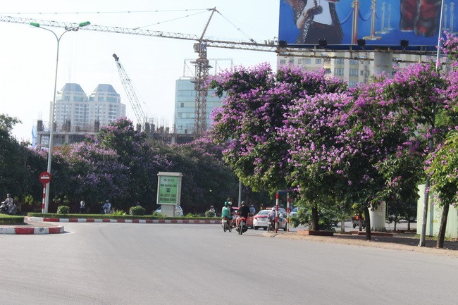 Bằng lăng, phượng đỏ rợp phố Hà Nội ảnh 27