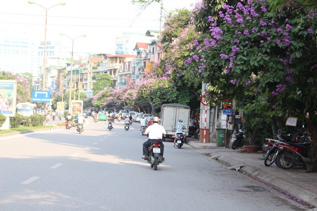 Bằng lăng, phượng đỏ rợp phố Hà Nội ảnh 28