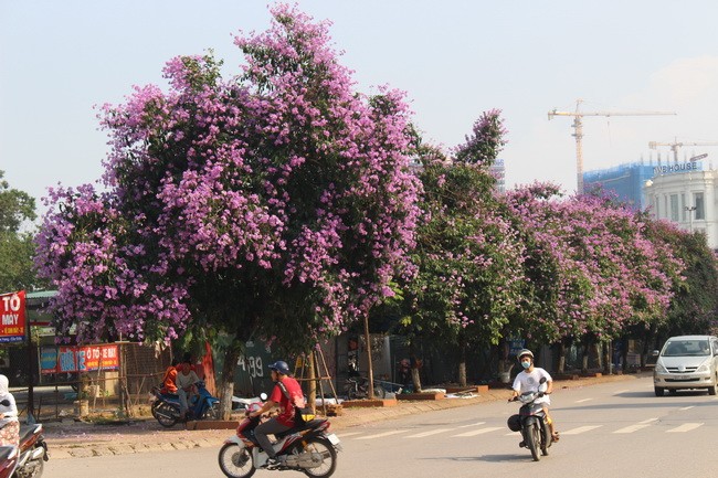 Bằng lăng, phượng đỏ rợp phố Hà Nội ảnh 16