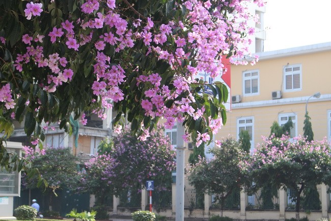 Bằng lăng, phượng đỏ rợp phố Hà Nội ảnh 18