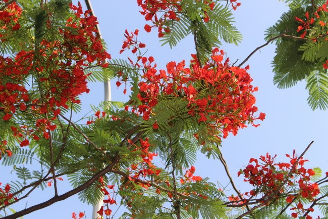 Bằng lăng, phượng đỏ rợp phố Hà Nội ảnh 3