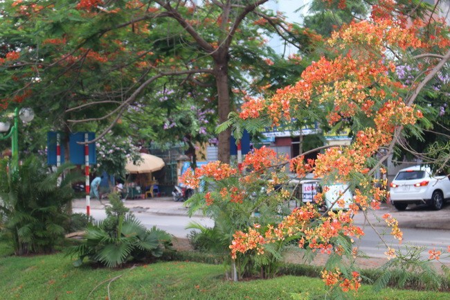 Bằng lăng, phượng đỏ rợp phố Hà Nội ảnh 8