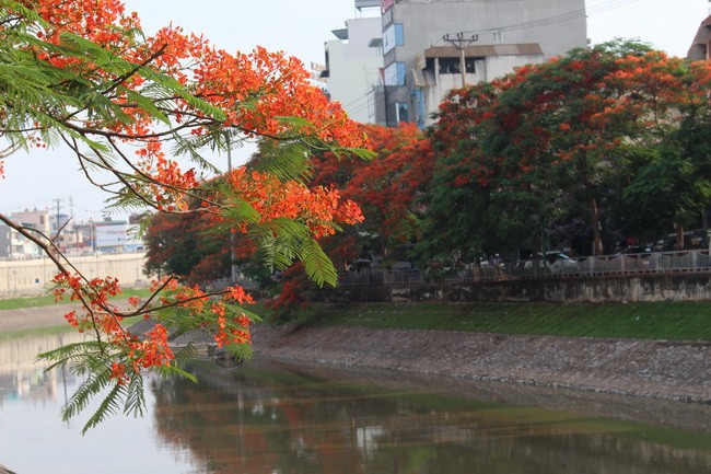 Bằng lăng, phượng đỏ rợp phố Hà Nội ảnh 11