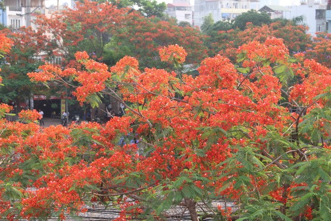 Bằng lăng, phượng đỏ rợp phố Hà Nội ảnh 13