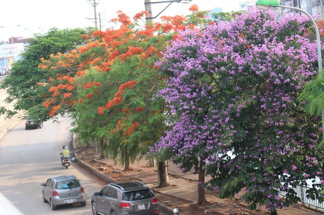 Bằng lăng, phượng đỏ rợp phố Hà Nội