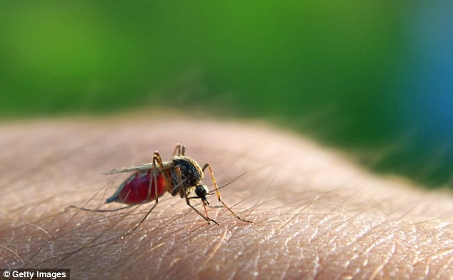 Hoãn thế vận hội Olympic Rio 2016 vì virus Zika?