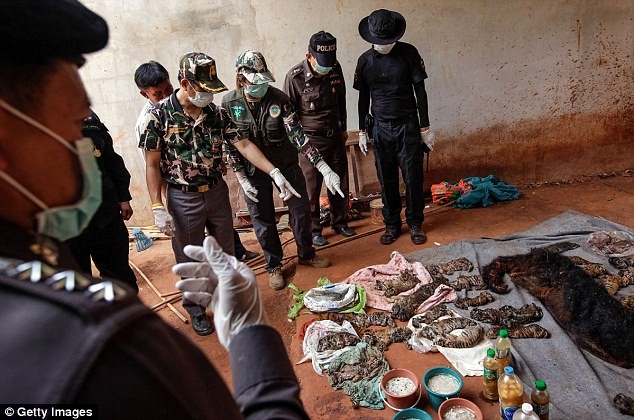 Video: 40 xác hổ đông lạnh trong ngôi đền thờ hổ nổi tiếng ảnh 3