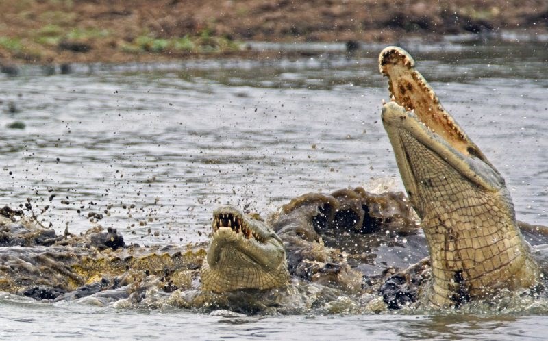 Hài hước cảnh cá sấu nuốt chửng rùa bất thành ảnh 5