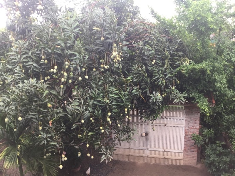 "Một ngày ở Việt Nam" khiến cộng đồng mạng thế giới... "phát sốt" ảnh 11