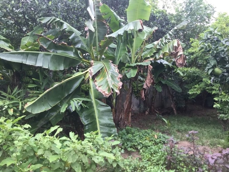 "Một ngày ở Việt Nam" khiến cộng đồng mạng thế giới... "phát sốt" ảnh 38