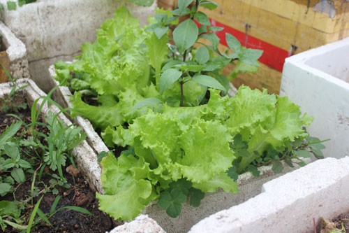 Trên sân thượng, bác sĩ Hùng tự trồng rau vào thùng xốp. Ảnh:Bác sĩ cung cấp. Trên sân thượng, bác sĩ Hùng tự trồng rau vào thùng xốp. Ảnh:Bác sĩ cung cấp.