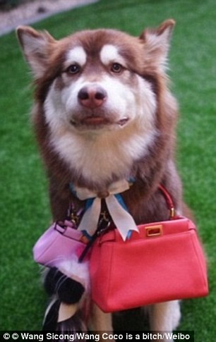 Mua liền 8 chiếc iPhone 7 tặng...chó cưng ảnh 11