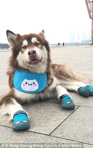 Mua liền 8 chiếc iPhone 7 tặng...chó cưng ảnh 12