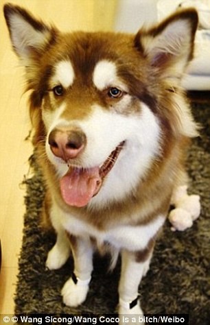 Mua liền 8 chiếc iPhone 7 tặng...chó cưng ảnh 5