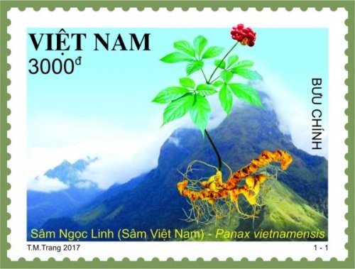 Mẫu tem Sâm Ngọc Linh