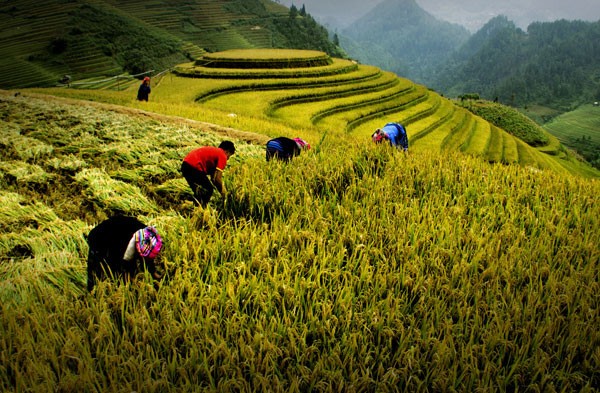 Tác phẩm Gặt lúa nếp ở Mù Cang Chải - tác giả Nguyễn Hữu Thanh tham dự Cuộc thi ảnh di sản Việt Nam 2016, đoạt giải nhì chủ đề "Ảnh di sản Việt Nam"