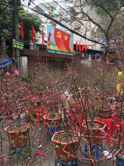 Chợ hoa Hàng Lược nhộn nhịp những ngày cuối năm ảnh 10 Chợ hoa Hàng Lược nhộn nhịp những ngày cuối năm ảnh 10