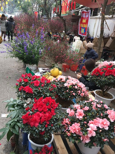 Chợ hoa Hàng Lược nhộn nhịp những ngày cuối năm ảnh 11 Chợ hoa Hàng Lược nhộn nhịp những ngày cuối năm ảnh 11