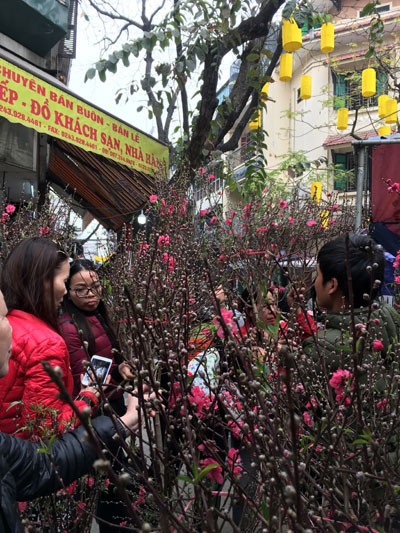 Chợ hoa Hàng Lược nhộn nhịp những ngày cuối năm ảnh 6 Chợ hoa Hàng Lược nhộn nhịp những ngày cuối năm ảnh 6