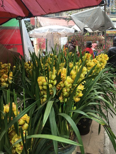 Chợ hoa Hàng Lược nhộn nhịp những ngày cuối năm ảnh 7 Chợ hoa Hàng Lược nhộn nhịp những ngày cuối năm ảnh 7