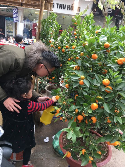 Chợ hoa Hàng Lược nhộn nhịp những ngày cuối năm ảnh 8 Chợ hoa Hàng Lược nhộn nhịp những ngày cuối năm ảnh 8